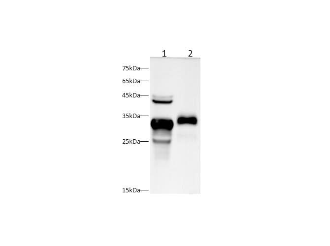 Anti-Mouse/Rat K1KB3 Antibody - ABMIUM