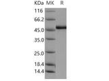 > 97 % as determined by reducing SDS-PAGE.