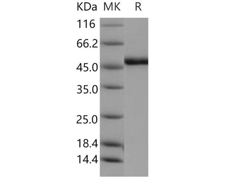 > 97 % as determined by reducing SDS-PAGE.