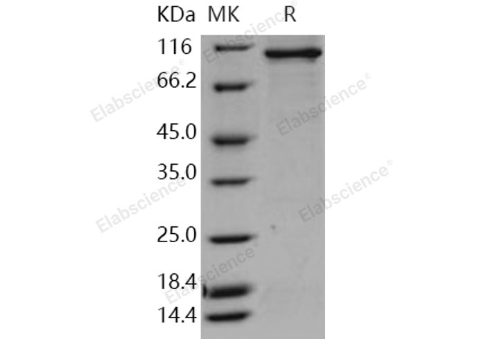 > 85 % as determined by reducing SDS-PAGE.
