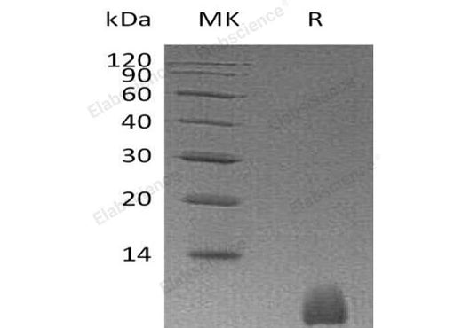 > 95 % as determined by reducing SDS-PAGE.