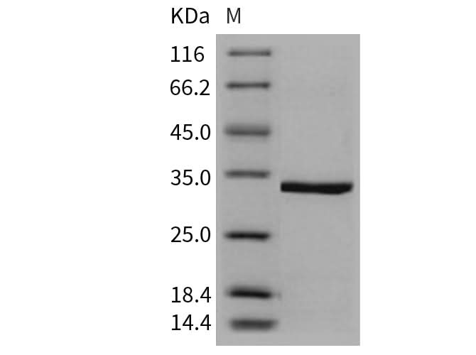 > 96 % as determined by reducing SDS-PAGE.