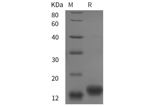SDS-PAGE analysis of chiken IGF1/IGF‑I/IGF-1 proteins, 2 μg/lane of Recombinant chiken IGF1/IGF‑I/IGF-1 proteins was resolved with SDS-PAGE under reducing conditions, showing bands at 13 kDa.