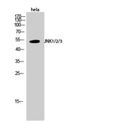 Western Blot analysis of Hela cells using JNK1/2/3 Polyclonal Antibody at dilution of 1:1000.