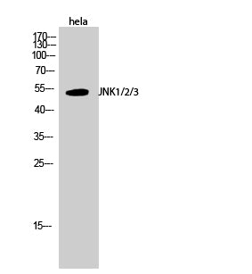 Western Blot analysis of Hela cells using JNK1/2/3 Polyclonal Antibody at dilution of 1:1000.