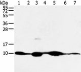 Western blot analysis of Mouse muscle and human fetal muscle tissue mouse heart tissue and PC3 cell mouse kidney and small intestines tissue 231 cell using COX7C Polyclonal Antibody at dilution of 1:300
