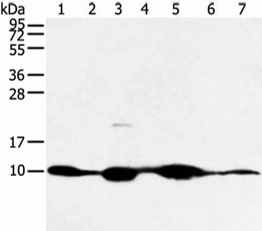 Western blot analysis of Mouse muscle and human fetal muscle tissue mouse heart tissue and PC3 cell mouse kidney and small intestines tissue 231 cell using COX7C Polyclonal Antibody at dilution of 1:300