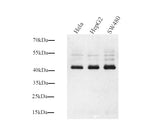 Western Blot analysis of various samples using Connexin 43 Polyclonal Antibody at dilution of 1:1000.