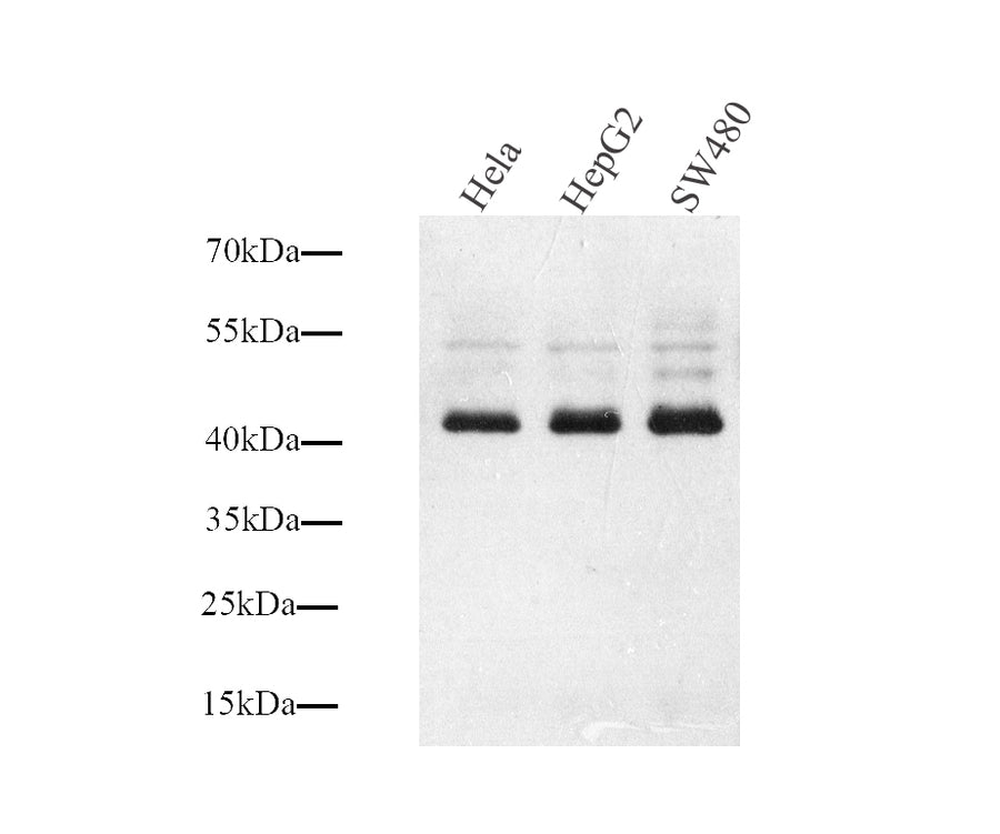 Western Blot analysis of various samples using Connexin 43 Polyclonal Antibody at dilution of 1:1000.