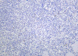 Anti-Human/Mouse/Rat Histone H4 Antibody [B1162]