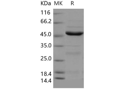 > 84 % as determined by reducing SDS-PAGE.