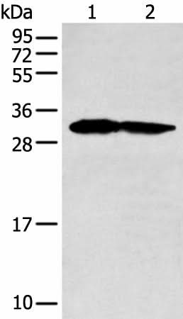 Western blot analysis of 293T and HEPG2 cell lysates using PCNA Polyclonal Antibody at dilution of 1:400