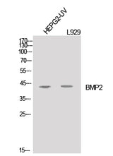 Western Blot analysis of HepG2-UV, L929 cells using BMP2 Polyclonal Antibody at dilution of 1:1000.