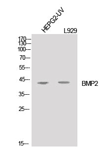 Western Blot analysis of HepG2-UV, L929 cells using BMP2 Polyclonal Antibody at dilution of 1:1000.