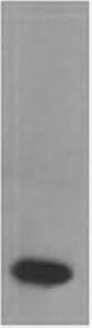 Western Blot analysis of Recombinant human TNF α protein using TNF alpha Monoclonal Antibody at dilution of 1:2000.