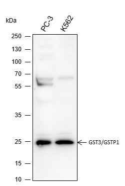 Anti-Human/Rat/Mouse GST3/GSTP1 Antibody [A242]