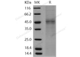 > 80 % as determined by reducing SDS-PAGE.