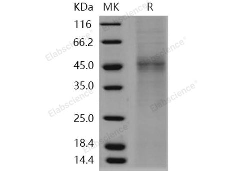 > 80 % as determined by reducing SDS-PAGE.