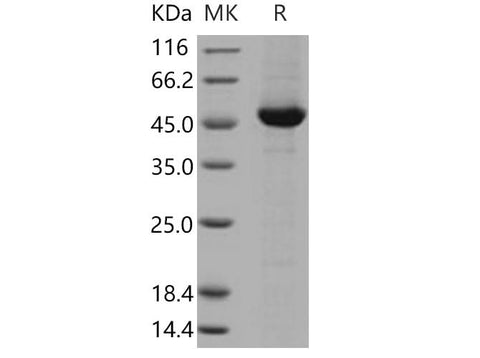 > 90 % as determined by reducing SDS-PAGE.
