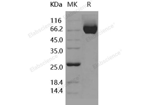 > 95 % as determined by reducing SDS-PAGE.