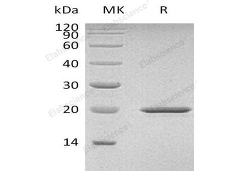 > 90 % as determined by reducing SDS-PAGE.
