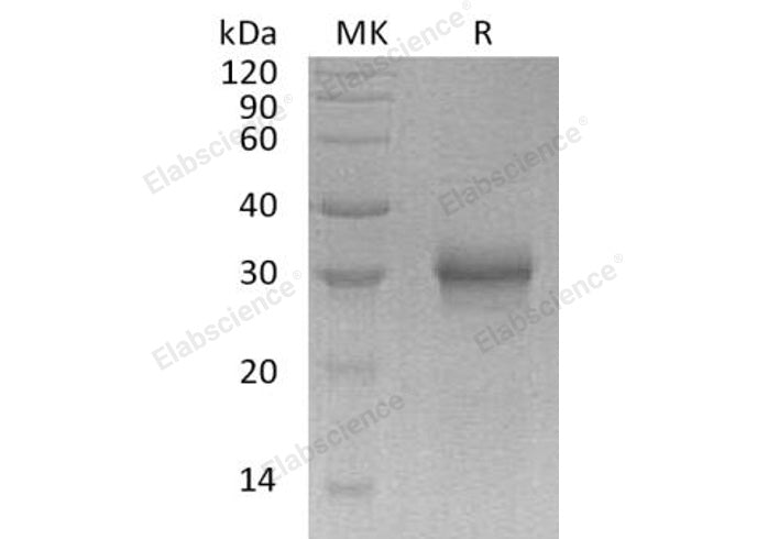 > 95 % as determined by reducing SDS-PAGE.