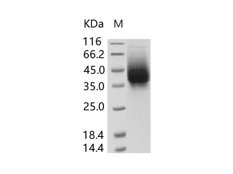 > 92 % as determined by reducing SDS-PAGE.