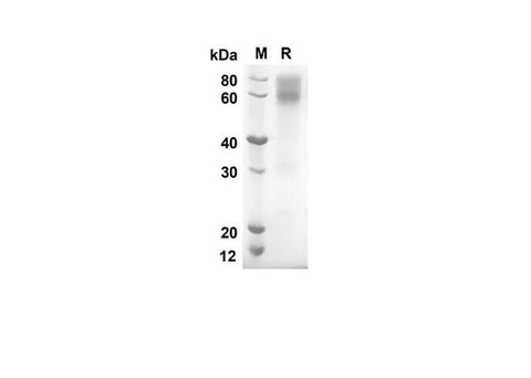 SDS-PAGE analysis of Mouse CD80/B7-1 proteins, 2 μg/lane of Recombinant Mouse CD80/B7-1 proteins was resolved with an SDS-PAGE under reducing conditions, showing bands at 47.9 kDa.