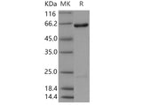 > 90 % as determined by reducing SDS-PAGE.