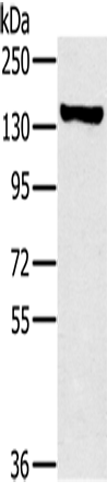 Anti-Human/Mouse/Rat PPP1R12A Antibody - ABMIUM