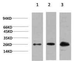Anti-Human/Mouse/Rat CBX3 Antibody [4F4]