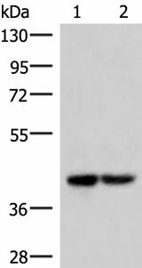 Western blot analysis of 293T cell lysates using IQCD Polyclonal Antibody at dilution of 1:1000
