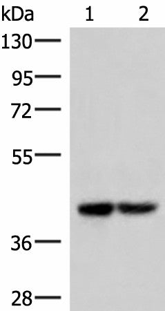 Western blot analysis of 293T cell lysates using IQCD Polyclonal Antibody at dilution of 1:1000