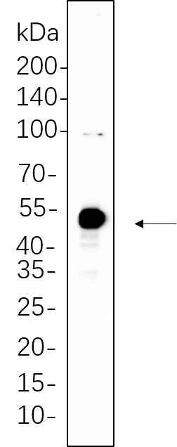 Anti-Human/Mouse/Rat c-JUN Antibody [B579] - ABMIUM
