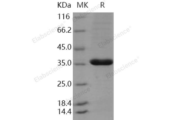> 90 % as determined by reducing SDS-PAGE.