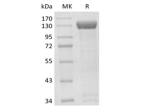 > 90 % as determined by reducing SDS-PAGE.