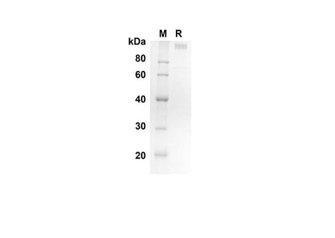 SDS-PAGE analysis of Human ICAM5 proteins, 2 μg/lane of Recombinant Human ICAM5 proteins was resolved with SDS-PAGE under reducing conditions, showing bands at 88.3 kDa.