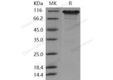 > 92 % as determined by reducing SDS-PAGE.