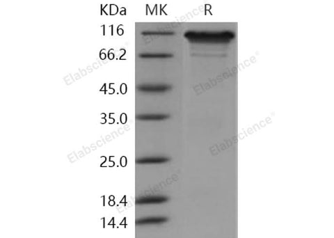 > 92 % as determined by reducing SDS-PAGE.