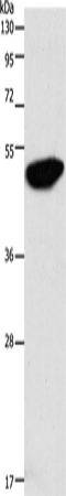 Anti-Human/Mouse/Rat ENO2 Antibody - ABMIUM