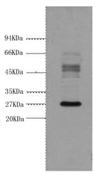 Western Blot analysis of Hela cells using Galectin 3 Monoclonal Antibody at dilution of 1:3000.