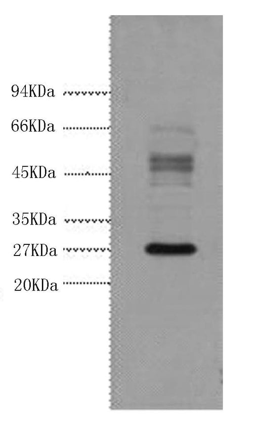 Western Blot analysis of Hela cells using Galectin 3 Monoclonal Antibody at dilution of 1:3000.