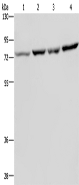 Anti-Human/Mouse/Rat PABPC1 Antibody - ABMIUM