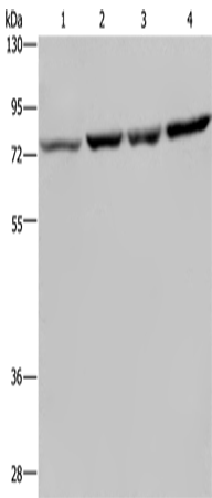 Anti-Human/Mouse/Rat PABPC1 Antibody - ABMIUM