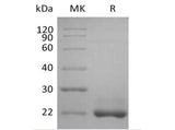 > 95 % as determined by reducing SDS-PAGE.