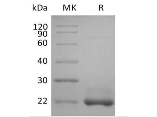 > 95 % as determined by reducing SDS-PAGE.