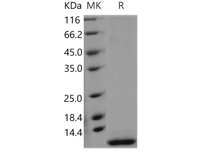 > 95 % as determined by reducing SDS-PAGE.