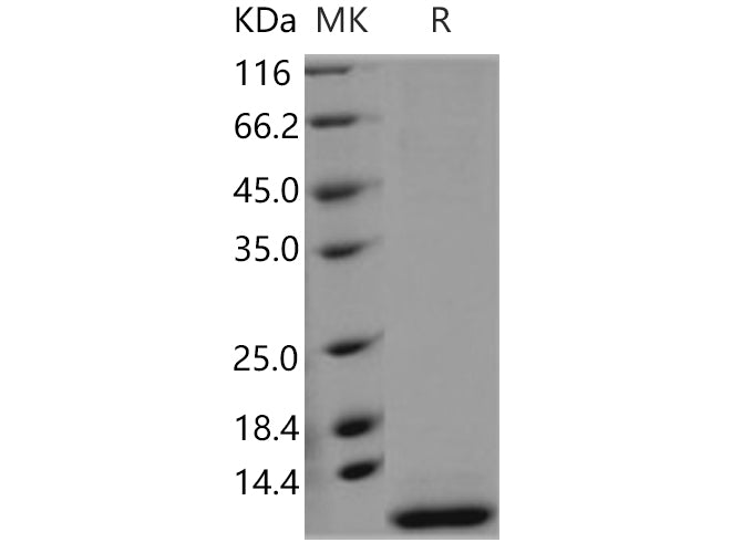 > 95 % as determined by reducing SDS-PAGE.