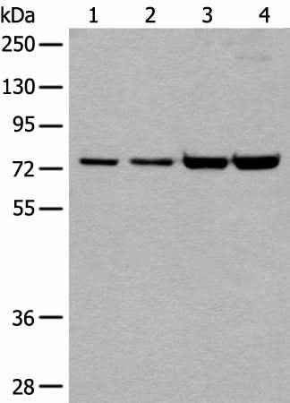 Anti-Human/Mouse MTA2 Antibody