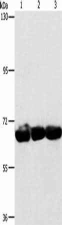 Anti-Human/Mouse CKAP4 Antibody